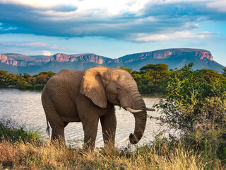 Obraz premium elephant at sunset