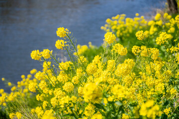 Obraz premium 菜の花畑