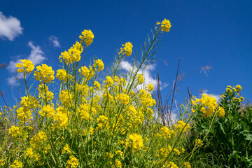 菜の花畑