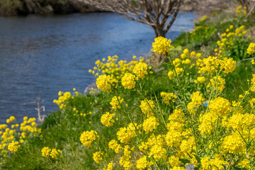 菜の花畑