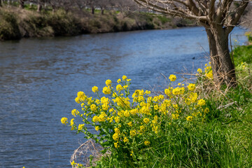 菜の花畑