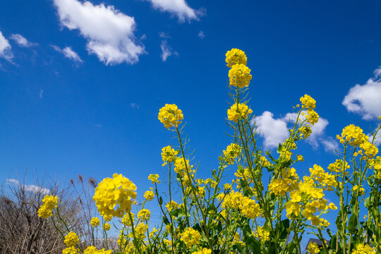 菜の花畑