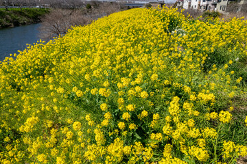 菜の花畑