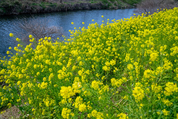 菜の花畑