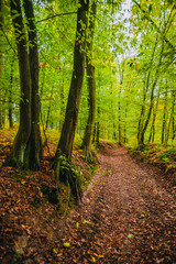 Obraz premium Large tree trunks with mossy roots stand along a forest path covered in a thick carpet of brown autumn leaves during a quiet afternoon in a temperate deciduous woodland area.