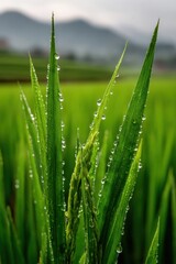 Obraz premium Dew drops glistening on vibrant green rice leaves in a field.