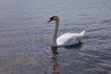 Fototapeta premium ハクチョウ
