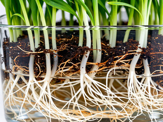 Detailed shot of white roots, soil, and green sprouts through glass. Concept of growth, ecology, and hydroponics.