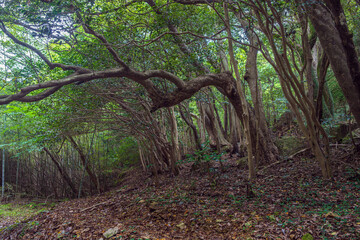 島根出雲 立石神社 聖地の森