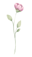 Flower watercolor, floral clip art. Perfectly for printing design on invitations, cards, wall art and other. Botanical illustration isolated on white background. Hand painting.