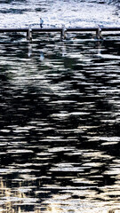 冬の久慈川　久野瀬橋と氷花　茨城