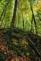 Obraz premium A tall slender tree trunk rises from a mossy stone embankment covered in ivy and fallen leaves in a bright autumn forest with a lush green and yellow canopy in the background.