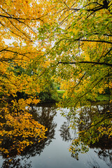 Obraz premium Scenic riverside view in autumn with golden yellow leaves on branches leaning over a mirror-like water surface reflecting the seasonal woods.
