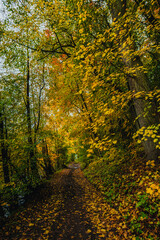 Obraz premium Narrow forest road winding through a tunnel of golden and green autumn trees with fallen leaves covering the ground in a quiet park.