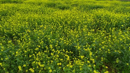 Obraz premium Vast Field of Blooming Yellow Wildflowers in Spring Meadow.