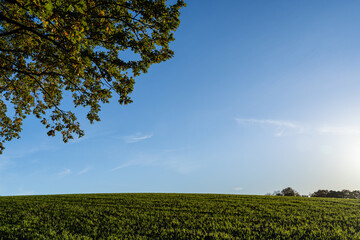 Green field under clear blue sky with tree branches