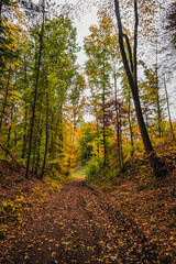 Obraz premium A wide dirt road winds through a deep autumn forest with tall trees displaying shades of yellow, green, and orange under a bright overcast sky creating a peaceful woodland scenery.