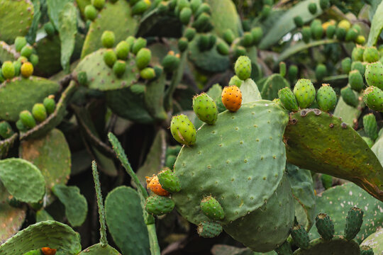 prickly pear fruits growing on a green cactus
