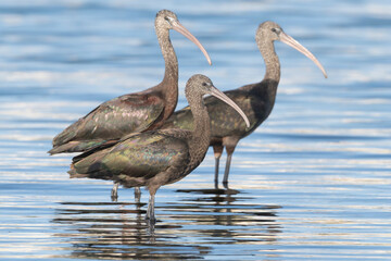 Trio of Glossy Ibis - Plegadis falcinellus wading in the calm waters of Khawr Ad Dahariz Reserve, Oman. Their iridescent bronze and green plumage is highlighted by the soft morning light.