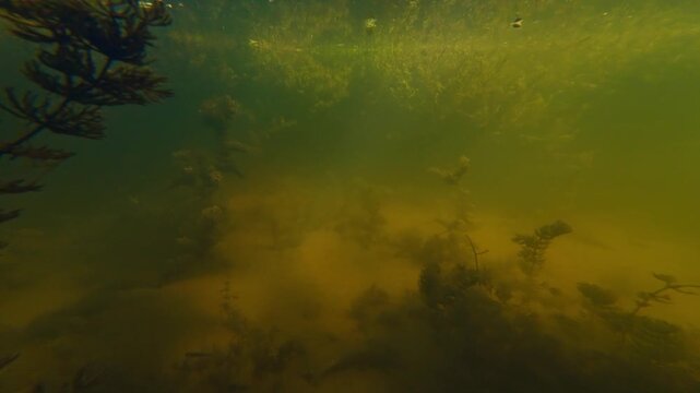 shallow freshwater lake autumn season metamorphosis, hornwort and spiny naiad aquatic plant, fish shoal swim, sunny riverbed, tannin rich muddy water, Buher river biotope in Lityn, mystery aquascape