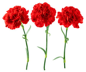 Fototapeta premium Red Carnation, isolated, full depth of field