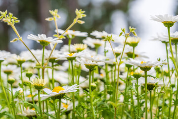春の庭に咲く白いマーガレットと初夏の陽光に輝く花びら