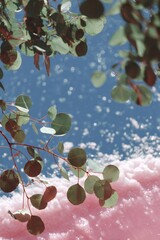 Eucalyptus leaves over pink and blue dreamlike water