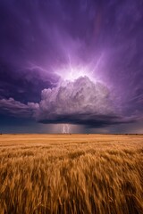 Lightning striking over a golden wheat field during a thunderstorm