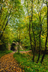 Obraz premium A scenic view of a stone railway tunnel entrance framed by vibrant autumn trees and a path blanketed with yellow maple leaves during a quiet afternoon in the temperate broadleaf woodland.
