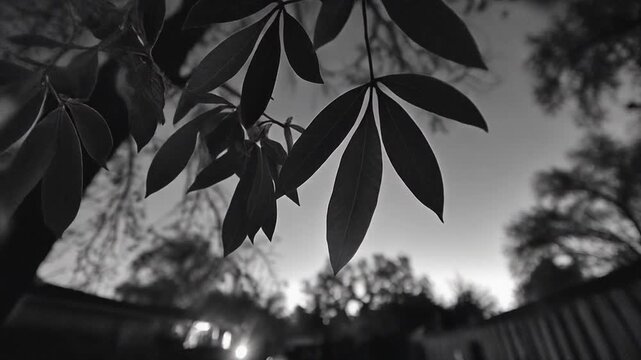 Black and white view of foliage in front of a twilight sky. A star is barely visible
