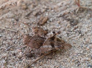 Die Nahaufnahme zeigt zwei blaufl&uuml;gelige &Ouml;dlandschrecken (Oedipoda caerulescens) bei der Paarung auf sandigem Untergrund.