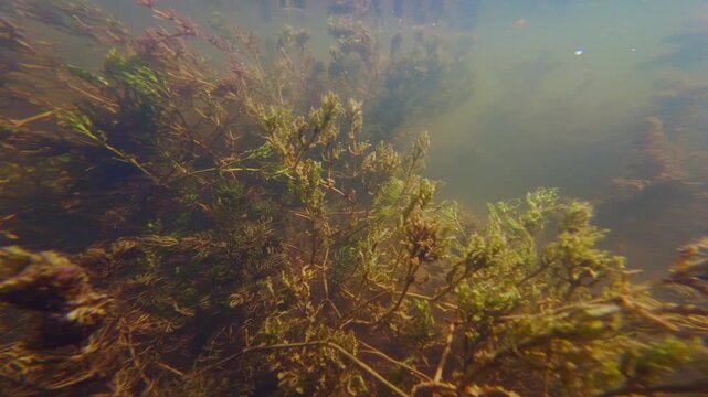 hornwort and spiny naiad autumn metamorphosis in shallow freshwater lake, green algae cover aquatic plant, dwarf fishes on sunny biotope riverbed, still water surface reflection, Buher river  in Lityn