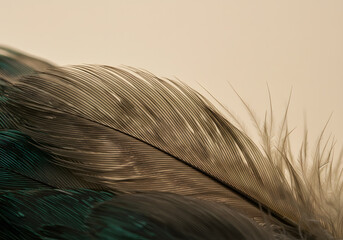 Bird feather closeup detail