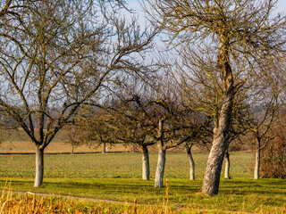 Fototapeta premium Weiß gekalkte Baumstämme von Obstbäumen im Winter