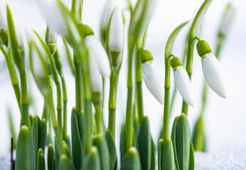 Close up photo of snowdrops in snow.