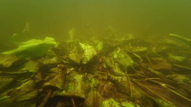 flooded shallow freshwater stream, Nuphar lutea aquatic plant leaf torn by fast flow, silt substrate riverbed, low visibility nutrient rich muddy water, Riv river in Demydivka, underwater mystery