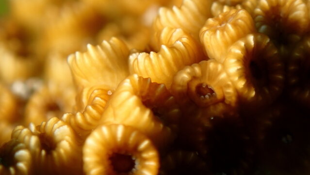 Stony colonial coral Oculina patagonica extreme close-up undersea, Ligurian Sea, Italy, Imperia