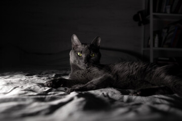 A gray cat lies on a bed in a living room and looks at the camera. Night.
