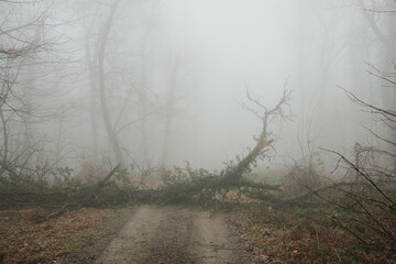 Obraz premium Foggy forest road blocked by fallen tree in Fruska Gora, Serbia. Misty woodland scene with broken branches creates a sense of isolation, obstacle, nature power and quiet tension