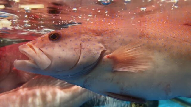 Close up shows live red spotted grouper fish swimming in aquarium tank with strong aeration bubbles, orange body with blue spots, seafood restaurant or market display.