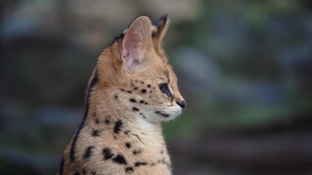 Close-up video of a serval (Leptailurus serval) blinking and gazing intently in a specific direction. Capturing detailed behavior and focus of the wild cat.
