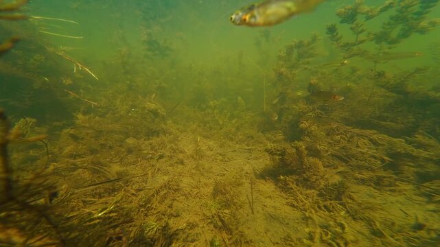 hornwort aquatic plant in shallow freshwater lake, juvenile roach, rudd, bitterling fish shoal, green algae in sunny backlight, low visibility muddy water, Buher river in Lityn, mysterious aquascape