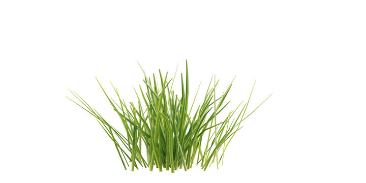 Bunches of grass on a transparent background. 3D rendering.	
