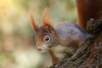 Neugierig schauendes Eichh&ouml;rnchen am Baumstamm