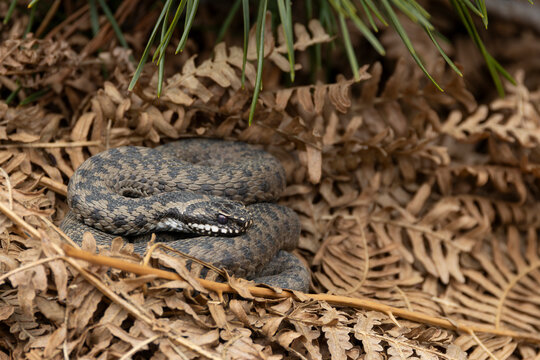 Eine Kreuzotter (Vipera berus) sonnt sich im Wald auf trockenem Farn