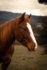 Obraz premium horse in the field