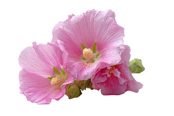 Naklejka premium Pink hollyhock flowers bouquet on transparent background