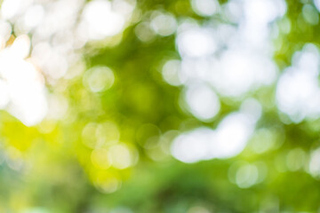 Obraz premium Soft green nature bokeh background with sunlight through leaves,Abstract blurry green forest background with bright sunlight and circular bokeh effects. Perfect for nature-themed designs, eco-friendly