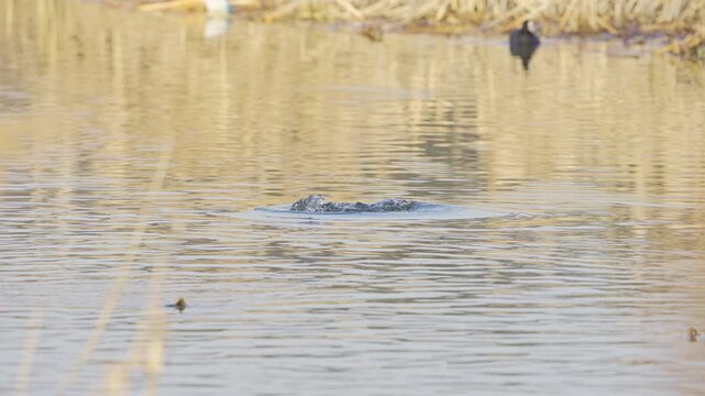 Eurasian Coot Diving and Emerging with Water Weeds in Slow Motion 4K HDR