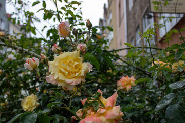 Blooming yellow roses in urban garden setting
